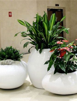 室內(nèi)綠植設(shè)計