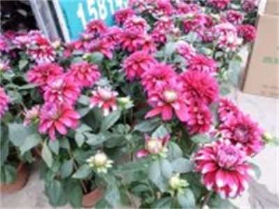 年花樣板圖
