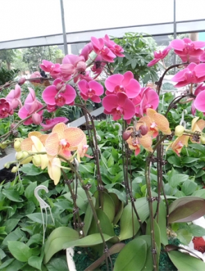 年花樣板圖