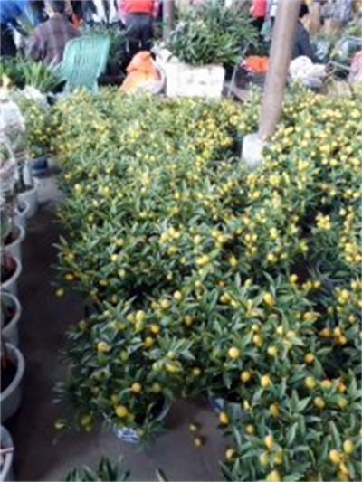 年花樣板圖