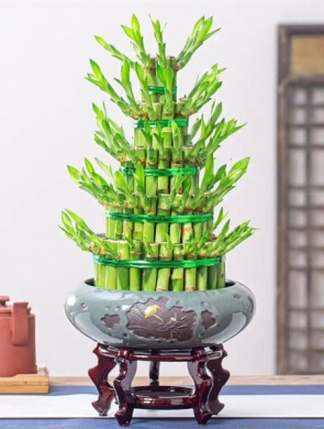 開運竹