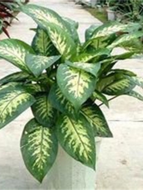 斑馬萬年青