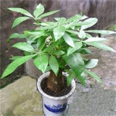 發(fā)財(cái)樹(shù)頭