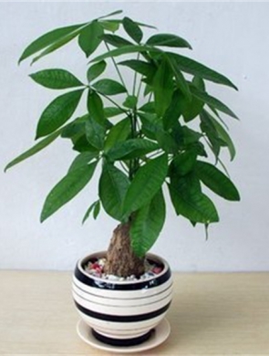 小發(fā)財樹