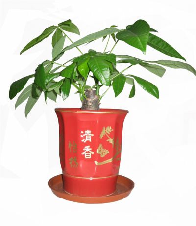 小發(fā)財(cái)樹(shù)
