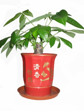 小發(fā)財樹