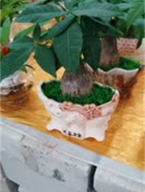 小發(fā)財樹