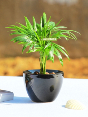 袖珍椰子