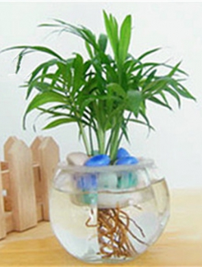 袖珍椰子
