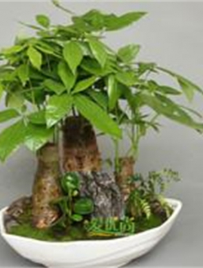 組合發(fā)財(cái)樹(shù)