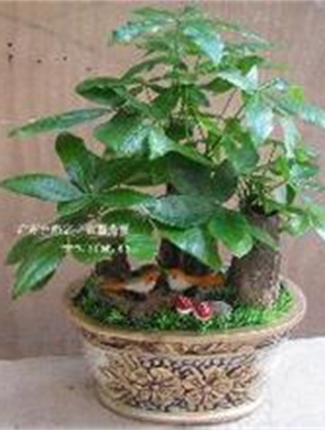 組合發(fā)財(cái)樹(shù)